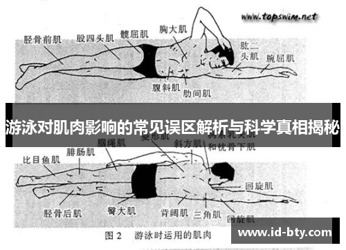 游泳对肌肉影响的常见误区解析与科学真相揭秘